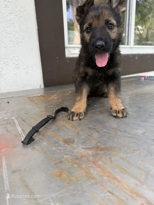 Black  – German Shepherd Dog puppy for sale in Miami, FL