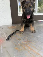 Black , a male German Shepherd Dog for sale in Miami, FL – 1 of 2