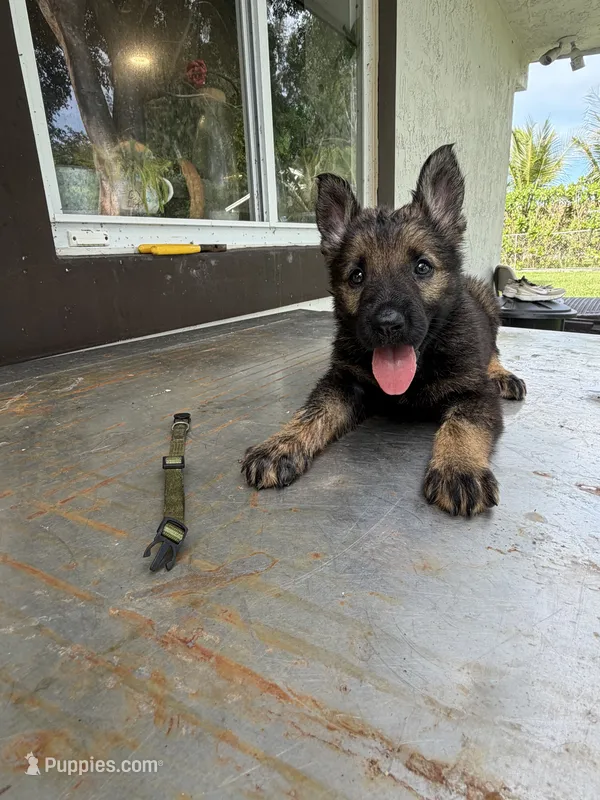 Green collar, a female German Shepherd Dog for sale in Miami, FL – 1 of 2