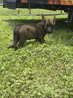 Sable Female 1 , a female German Shepherd Dog for sale in Miami, FL – 3 of 5