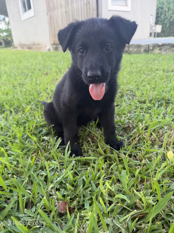3 – German Shepherd Dog puppy for sale in Miami, FL