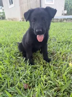 3, a female German Shepherd Dog for sale in Miami, FL – 1 of 1