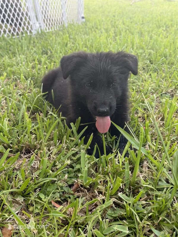 2 – German Shepherd Dog puppy for sale in Miami, FL