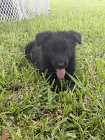 2, a male German Shepherd Dog for sale in Miami, FL – 1 of 1