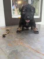 Blue    Color   , a male German Shepherd Dog for sale in Miami, FL – 1 of 2