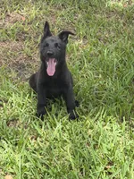 Black Female, a female German Shepherd Dog for sale in Miami, FL – 2 of 4