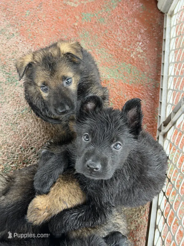 Red – German Shepherd Dog puppy for sale in Miami, FL