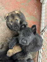 Red, a male German Shepherd Dog for sale in Miami, FL – 1 of 1