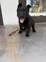 Orange , a male German Shepherd Dog for sale in Miami, FL – 2 of 2