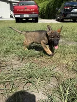 Sable Female 2, a female German Shepherd Dog for sale in Miami, FL – 3 of 3