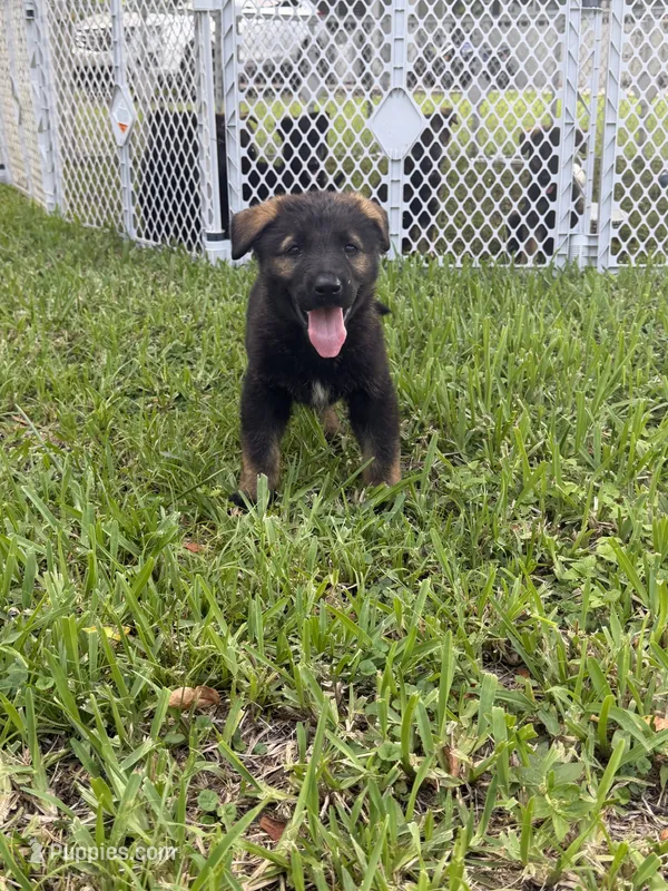 1 – German Shepherd Dog puppy for sale in Miami, FL