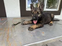 Green collar, a female German Shepherd Dog for sale in Miami, FL – 2 of 2
