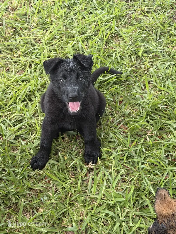 Black Male – German Shepherd Dog puppy for sale in Miami, FL