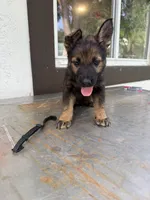 Black , a male German Shepherd Dog for sale in Miami, FL – 2 of 2