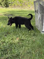Black Male, a male German Shepherd Dog for sale in Miami, FL – 3 of 4