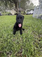 4, a female German Shepherd Dog for sale in Miami, FL – 1 of 2
