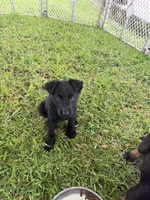 Black Male, a male German Shepherd Dog for sale in Miami, FL – 2 of 4