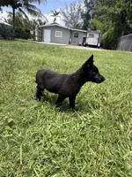 Black Female, a female German Shepherd Dog for sale in Miami, FL – 4 of 4
