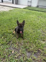 Sable Female 1 , a female German Shepherd Dog for sale in Miami, FL – 2 of 5