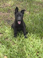 Black Female, a female German Shepherd Dog for sale in Miami, FL – 3 of 4