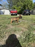 Sable Female 2, a female German Shepherd Dog for sale in Miami, FL – 2 of 3