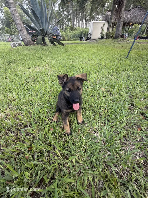 5 – German Shepherd Dog puppy for sale in Miami, FL