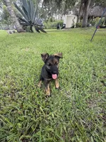 5, a female German Shepherd Dog for sale in Miami, FL – 1 of 1