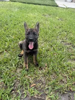 Sable Female 1 , a female German Shepherd Dog for sale in Miami, FL – 5 of 5