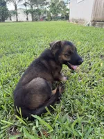 6, a female German Shepherd Dog for sale in Miami, FL – 2 of 2