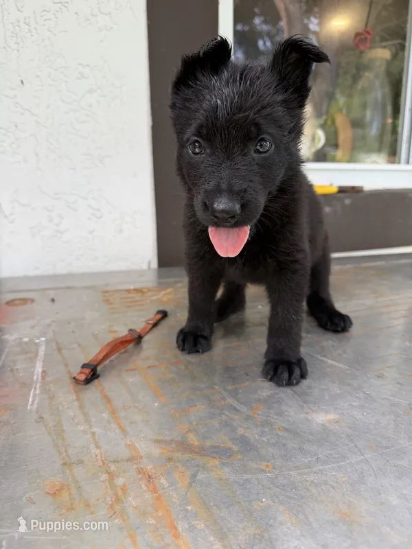Orange  – German Shepherd Dog puppy for sale in Miami, FL