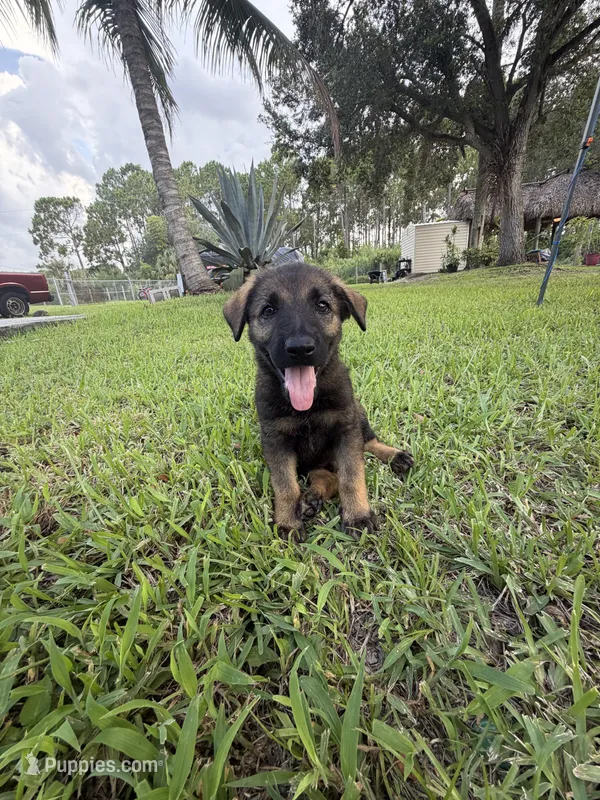 6 – German Shepherd Dog puppy for sale in Miami, FL
