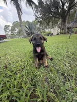 6, a female German Shepherd Dog for sale in Miami, FL – 1 of 2