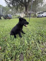 4, a female German Shepherd Dog for sale in Miami, FL – 2 of 2