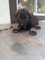 Blue    Color   , a male German Shepherd Dog for sale in Miami, FL – 2 of 2