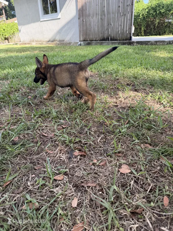 Sable Female 2 – German Shepherd Dog puppy for sale in Miami, FL