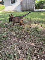 Sable Female 2, a female German Shepherd Dog for sale in Miami, FL – 1 of 3