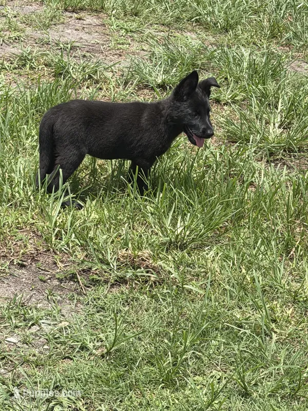 Black Female – German Shepherd Dog puppy for sale in Miami, FL