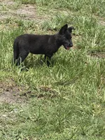 Black Female, a female German Shepherd Dog for sale in Miami, FL – 1 of 4