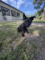 Black Male, a male German Shepherd Dog for sale in Miami, FL – 4 of 4