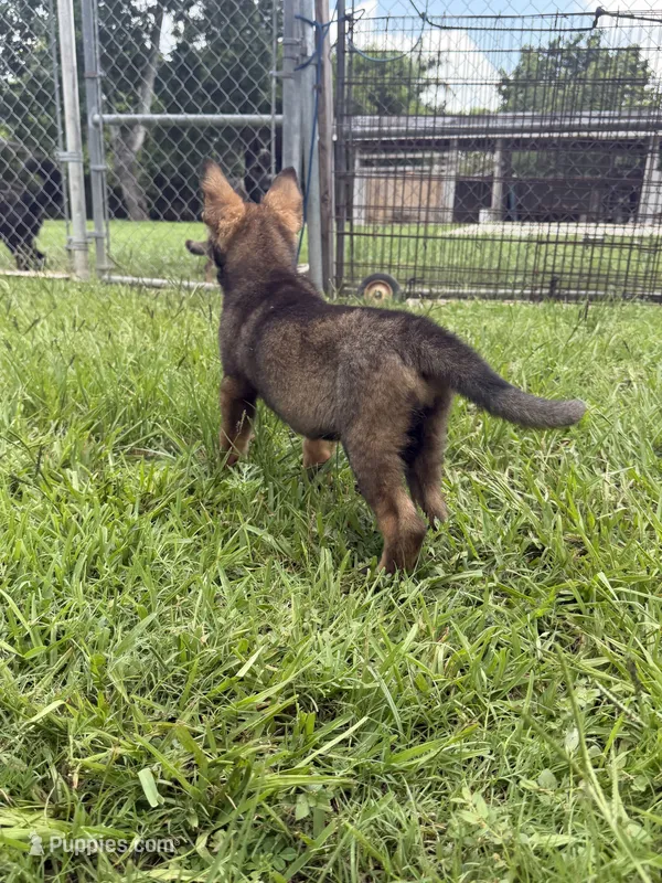Sable Female 1  – German Shepherd Dog puppy for sale in Miami, FL