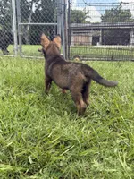 Sable Female 1 , a female German Shepherd Dog for sale in Miami, FL – 1 of 5