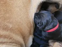 Broly Registered 5 available, a male Boerboel for sale in San Jose, CA – 6 of 10