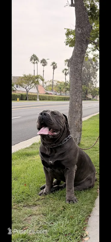 South African Boerbel Broly Registered 5 available – Boerboel puppy for sale in San Jose, CA