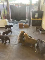 South African Boerbel  Registered 5 available, a male Cane Corso and Boerboel for sale in San Jose, CA – 3 of 10