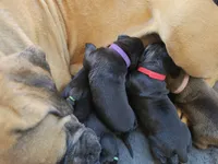 Broly Registered 5 available, a male Boerboel for sale in San Jose, CA – 9 of 10