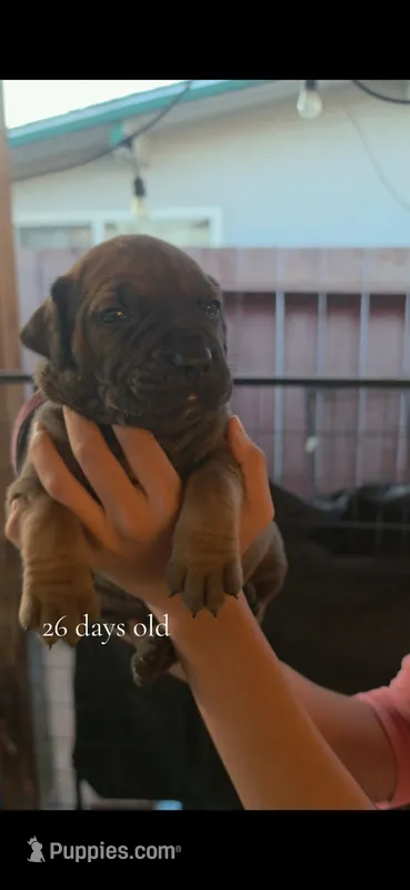 South African Boerbel  Registered 5 available, a male Cane Corso and Boerboel for sale in San Jose, CA – 1 of 10