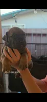 South African Boerbel  Registered 5 available, a male Cane Corso and Boerboel for sale in San Jose, CA – 1 of 10