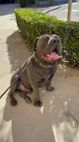 Broly Registered 5 available, a male Boerboel for sale in San Jose, CA – 10 of 10