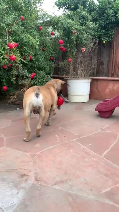 Broly Registered 5 available, a male Boerboel for sale in San Jose, CA – 2 of 10