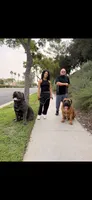 Broly Registered 5 available, a male Boerboel for sale in San Jose, CA – 7 of 10
